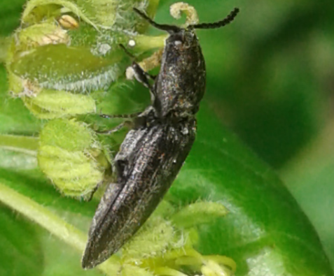 Elateridae: Cydnopus sp.